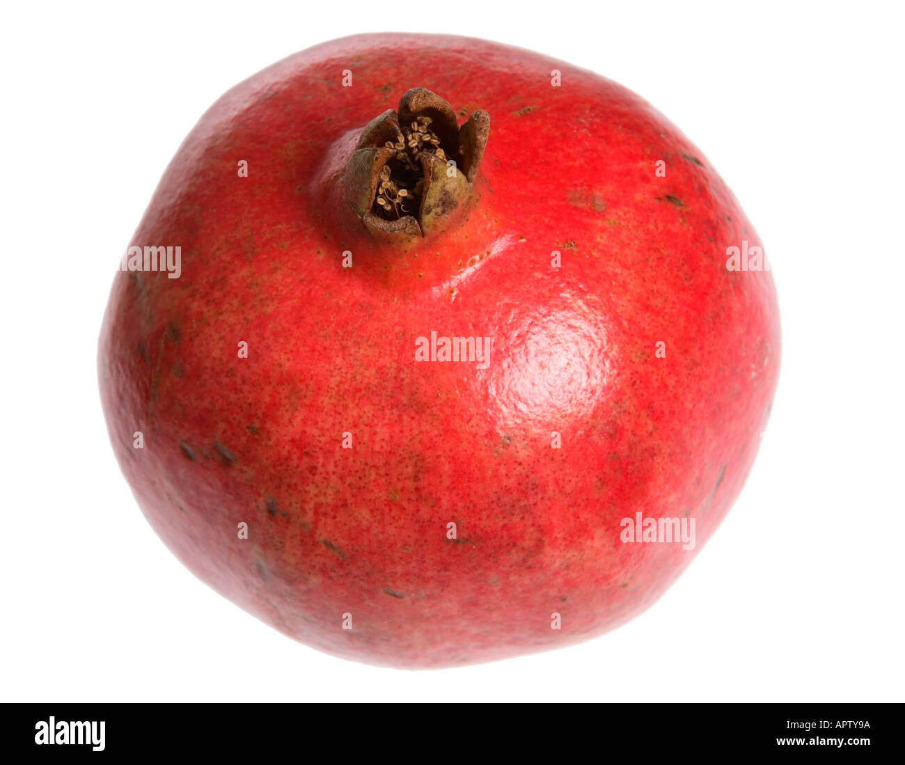 Tutto il Melograno Foto Stock