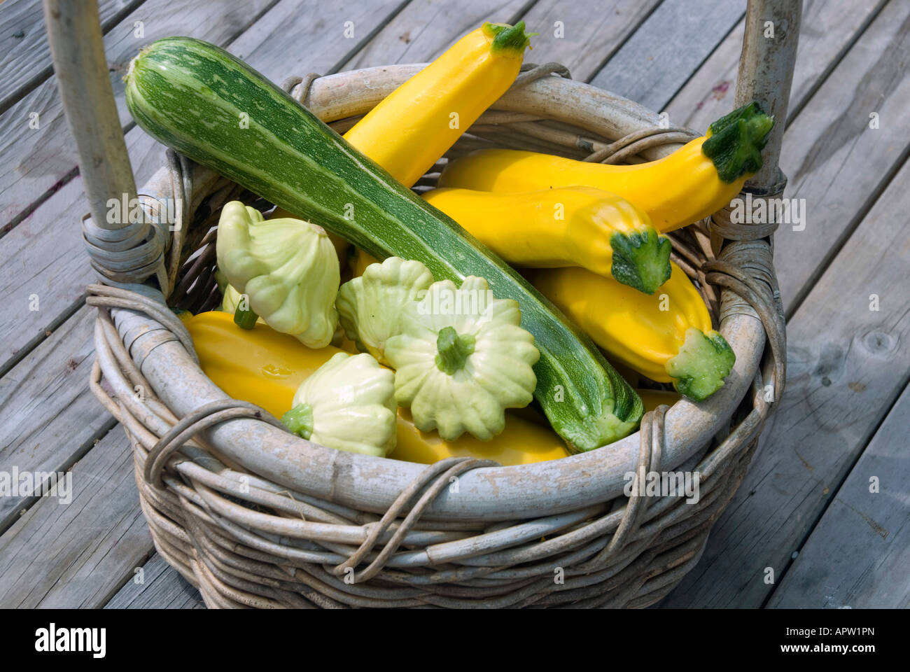 Un cestino di cucurbits raccolti zucchine e zucca di diverse varietà Foto Stock