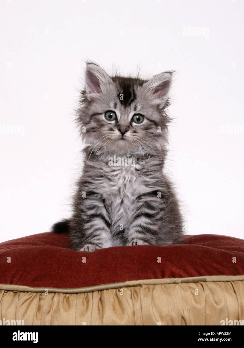 Un adorabile espressione su un carino gattino seduto su un rosso e oro cuscino. Foto Stock