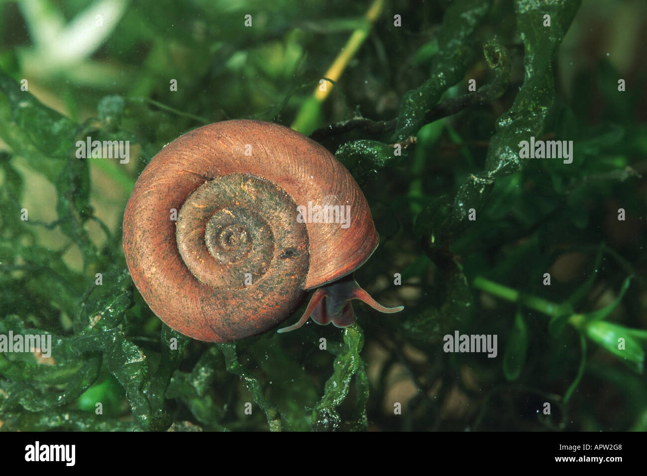 Ramshorn, comune ramshorn, emarginati ramshorn, ram il corno (emarginati tromba shell) (planorbis Planorbis), Germania Foto Stock