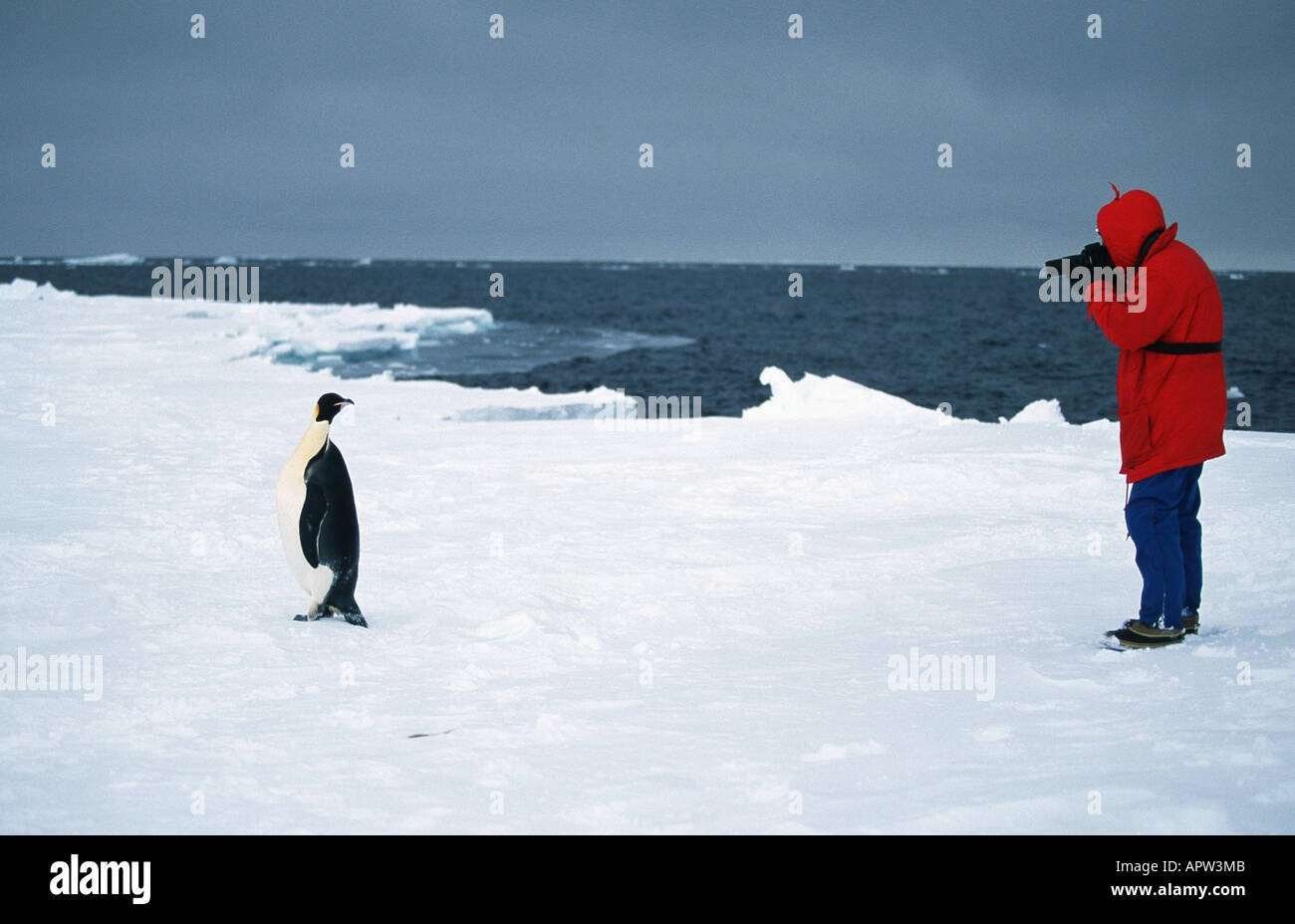 Pinguino imperatore (Aptenodytes forsteri), animale e fotografo Foto Stock