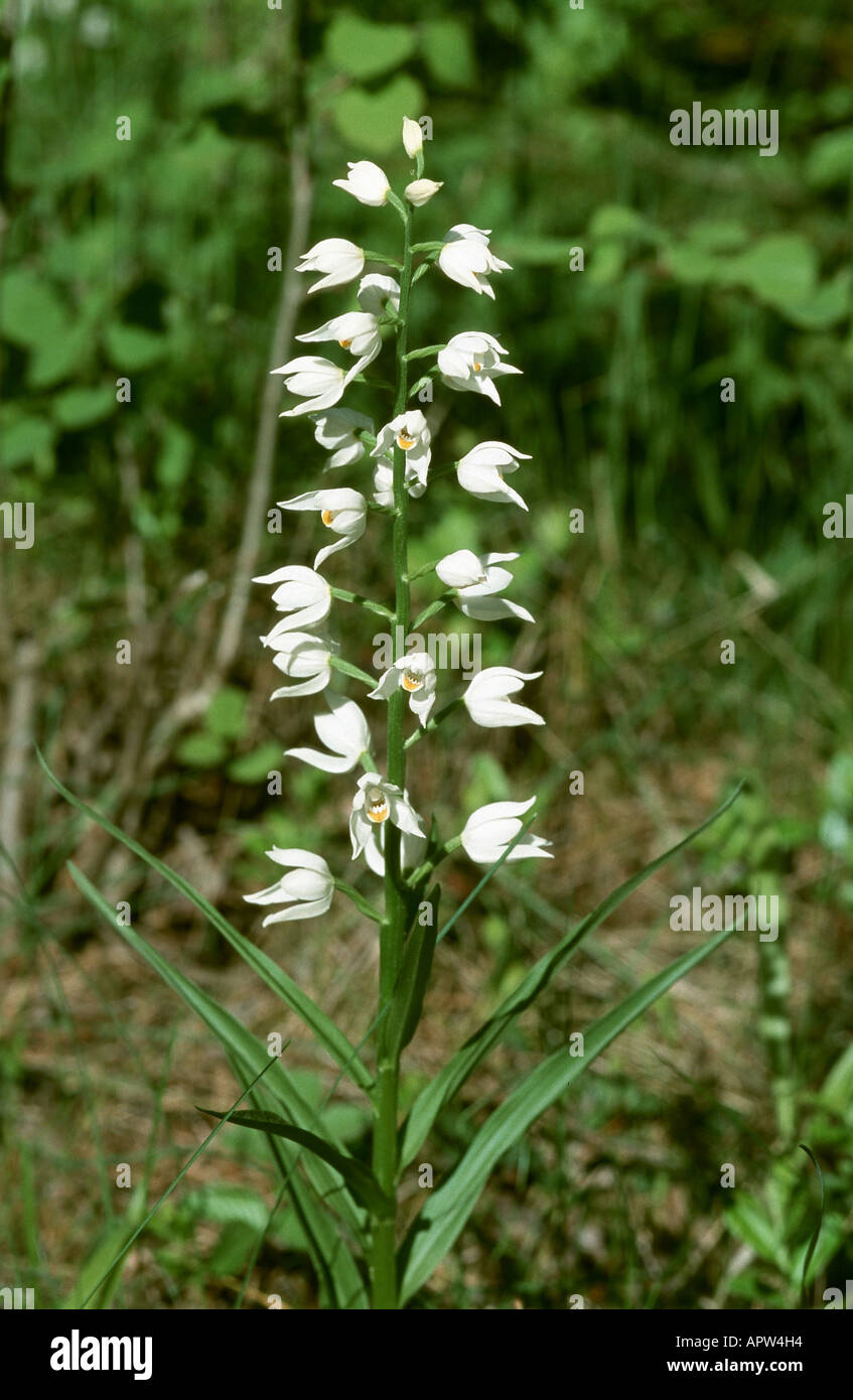 A stretta lasciava helleborine (Cephalanthera longifolia, Cephalanthera ensifolia), rigogliosa pianta, Svezia, Oeland Foto Stock