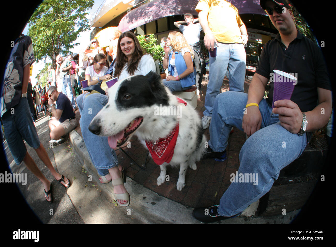 Miami Florida,Coconut Grove,King Mango Strut Parade,evento culturale,tradizione,attività,camminate,ginnastica,marciando,riconoscimento,intrattenimento,spettacolo Foto Stock