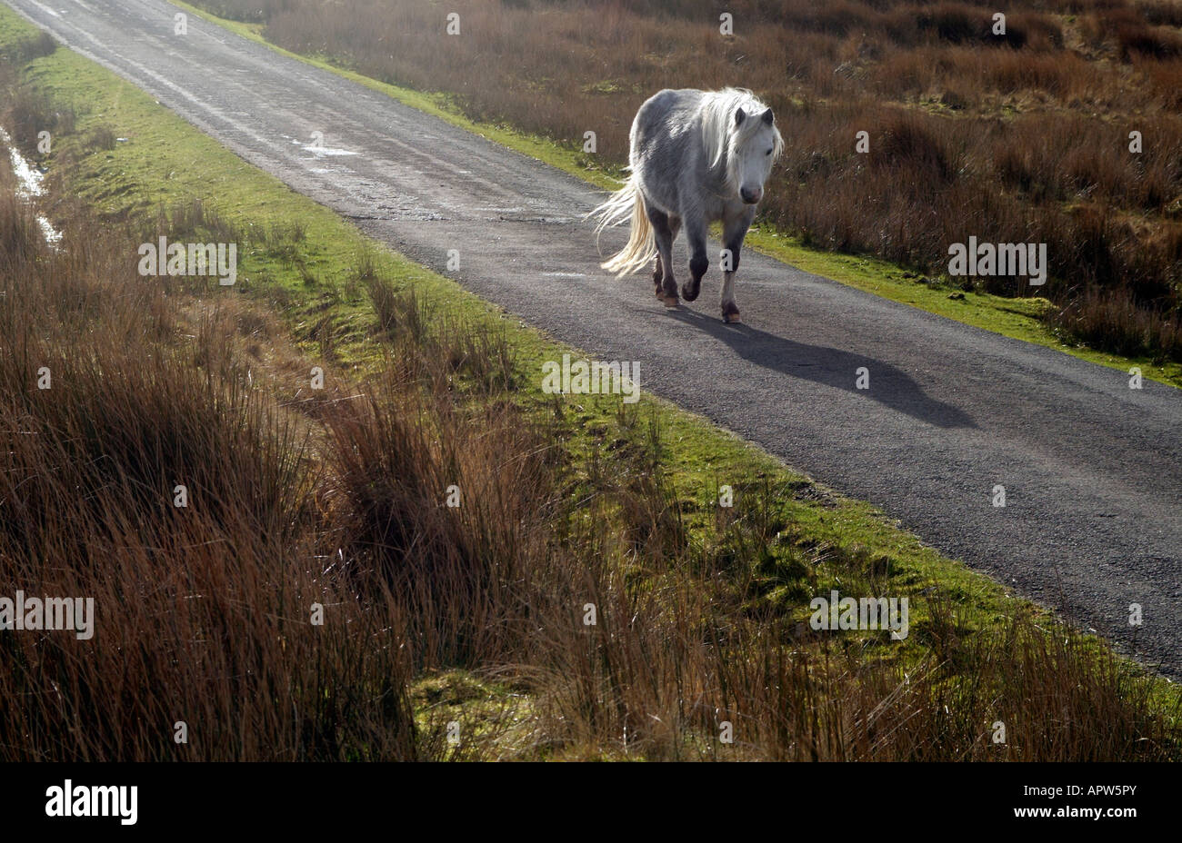 Welsh pony selvatici paesaggio invernale in Brecon Beacons Park Galles Foto Stock