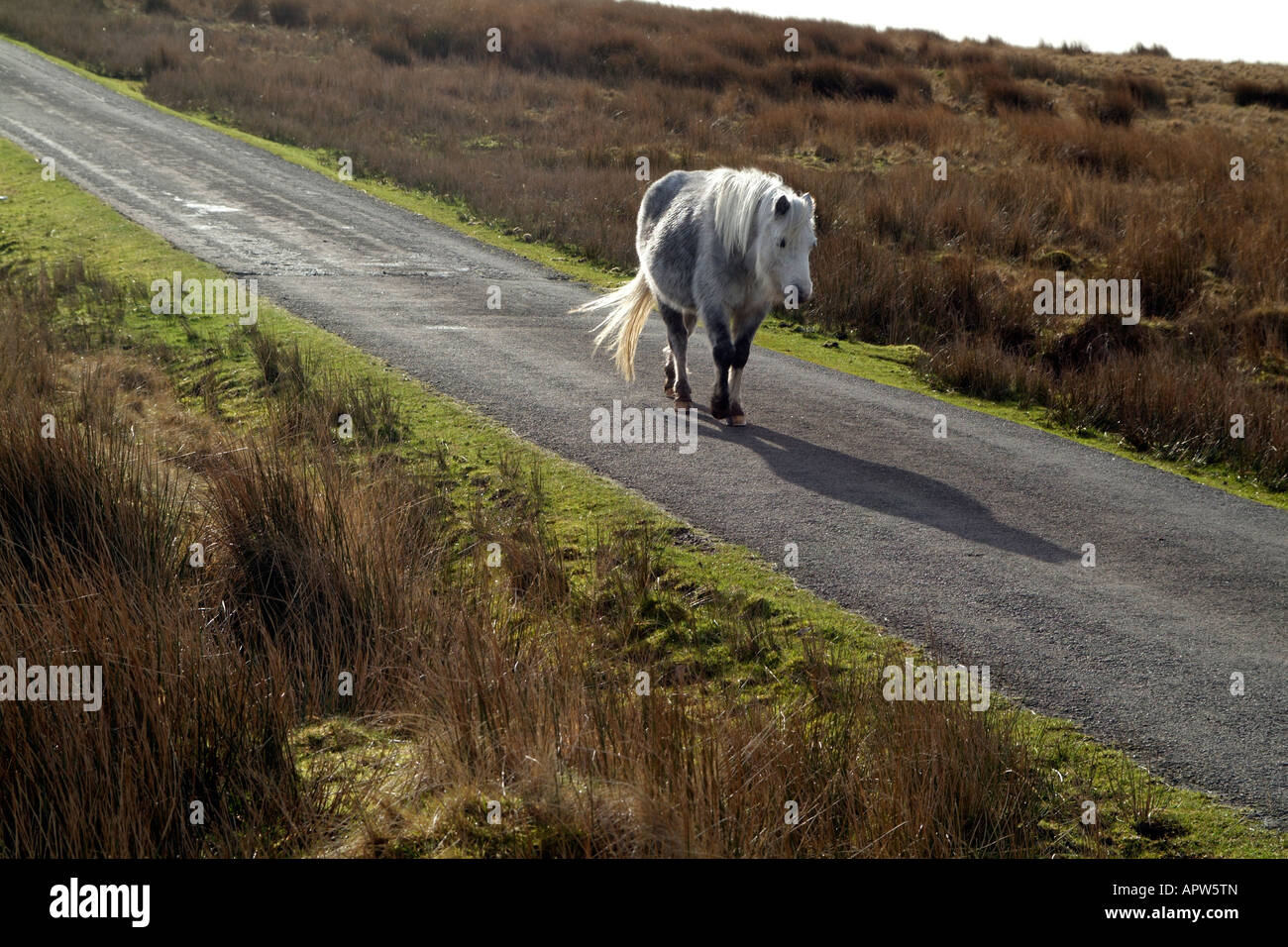 Welsh pony selvatici paesaggio invernale in Brecon Beacons Park Galles Foto Stock