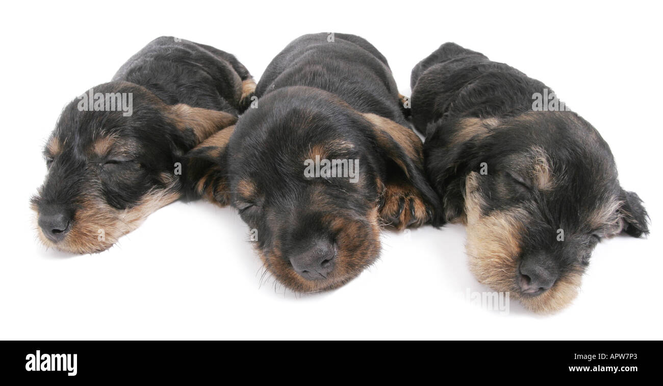 Bassotto, salsiccia cane, cane domestico (Canis lupus f. familiaris), tre cuccioli di dormire a fianco a fianco Foto Stock