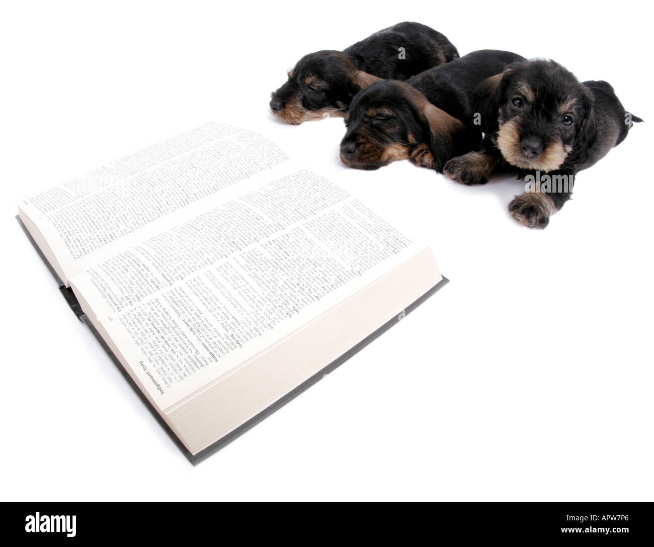 Bassotto, salsiccia cane, cane domestico (Canis lupus f. familiaris), tre cuccioli a pelo disteso di fronte a un libro Foto Stock