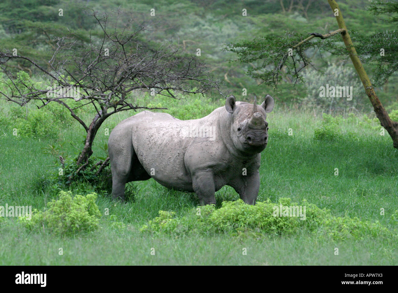 Rinoceronte nero, agganciato a labbro rinoceronte, sfoglia rinoceronte (Diceros simum), marcatura bull, Kenya, Nakuru NP Foto Stock