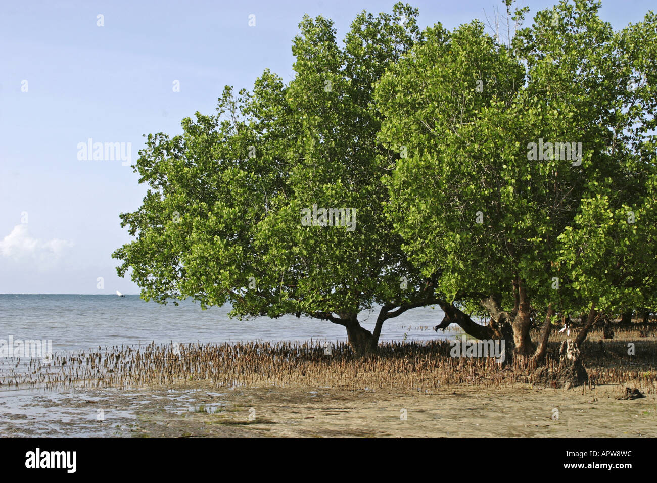 Mangrovia rossa (Rhizophora mangle), lo scenario della costa, Kenya, Oceano Indiano Foto Stock