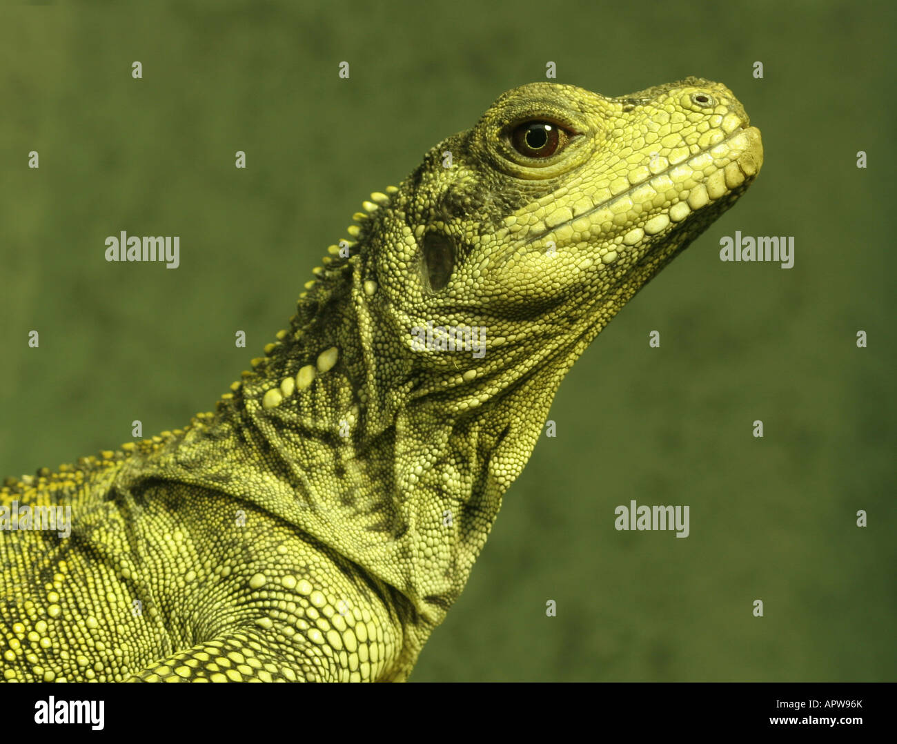Iguana verde lizard close up della testa Foto Stock