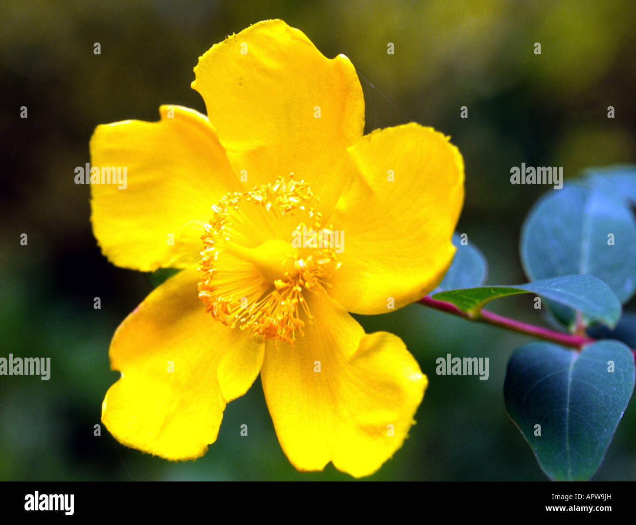 Fiore di Tutsan (Hypericum androsaemum) Foto Stock