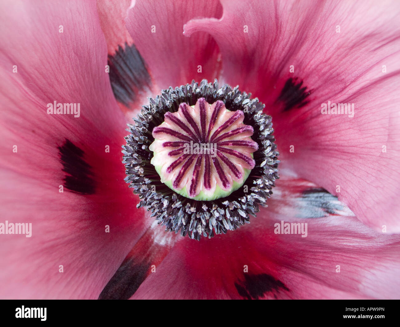 Papaver orientale in un giardino Wiltshire nel Maggio Foto Stock