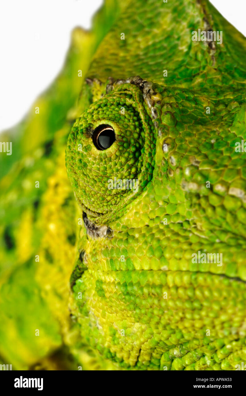 Mellers Chamaeleo chamaeleon melleri Close up di occhio di Dist foreste pluviali dell Africa orientale Foto Stock