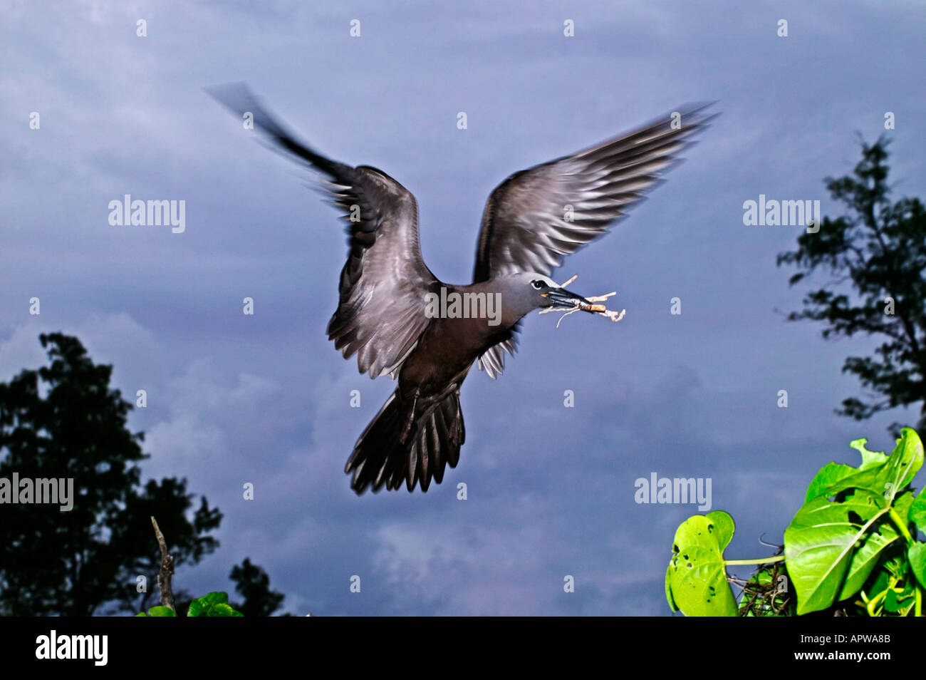 Noddy comune tern Anous stolidus venuta in terra al sito di nidificazione delle Seicelle isole tropicali e gli oceani di tutto il mondo Foto Stock