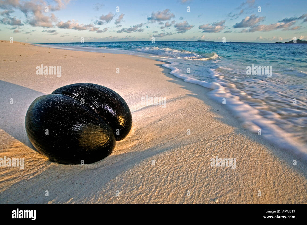 Il Coco de Mer palm seme Lodoicea maldivica seme lavato fino sulla spiaggia di mondi seme più pesante vulnerabile alle Seychelles Foto Stock