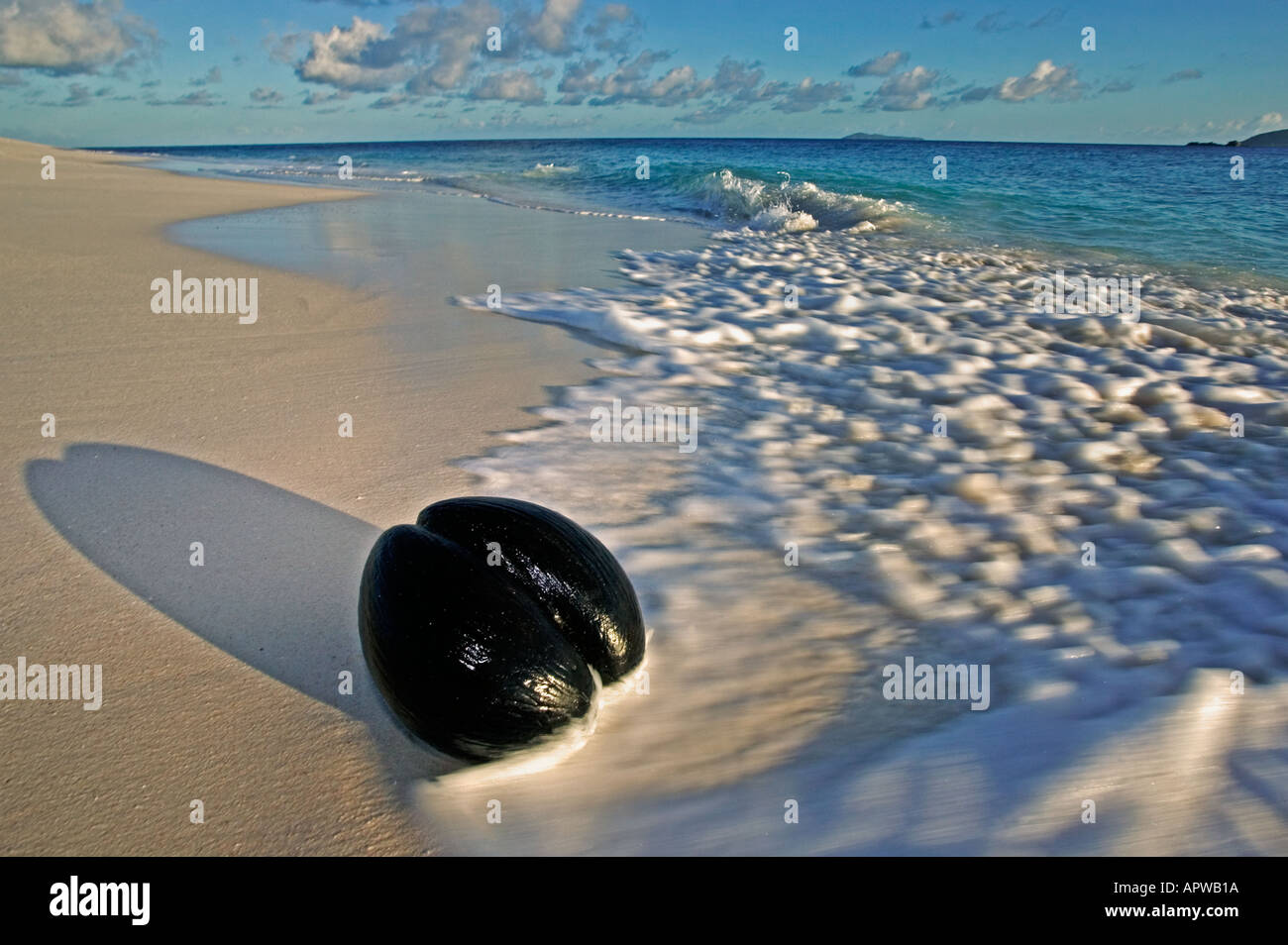 Il Coco de Mer palm seme Lodoicea maldivica seme lavato fino sulla spiaggia di mondi seme più pesante vulnerabile alle Seychelles Foto Stock