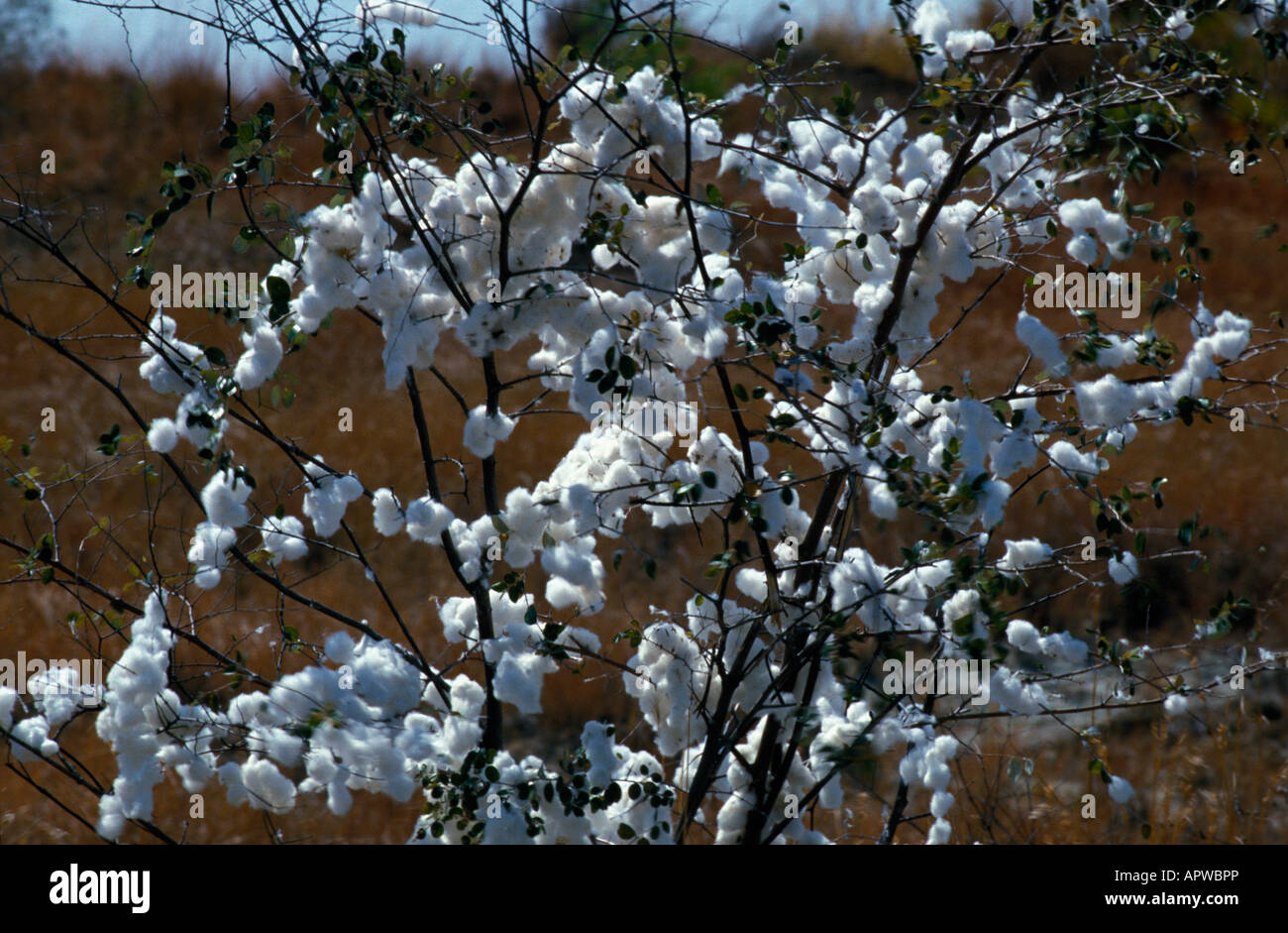 Baumwolle cotone Gossypium herbaceum semi aperto pod cellulosa bush Coton piante addomesticati fibra Faserpflanzen Malvaceae Malven Foto Stock