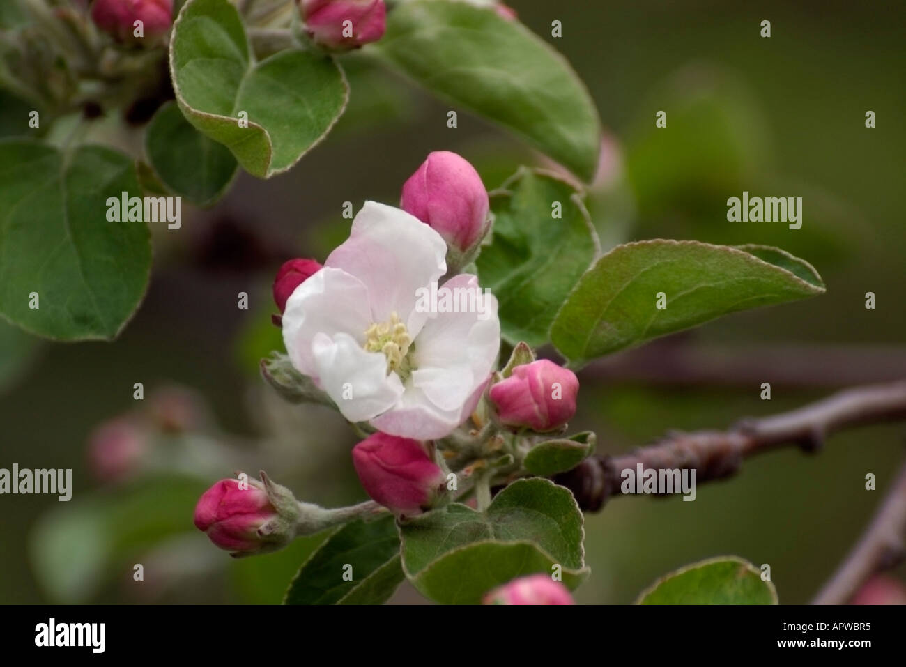 Apple Blossom e gemme Foto Stock