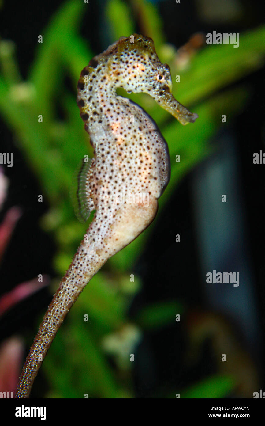 Interno foderato Seahorse Foto Stock