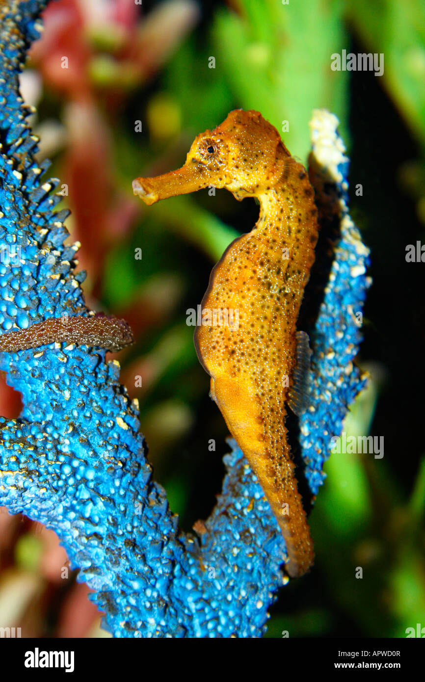 Interno foderato Seahorse Foto Stock