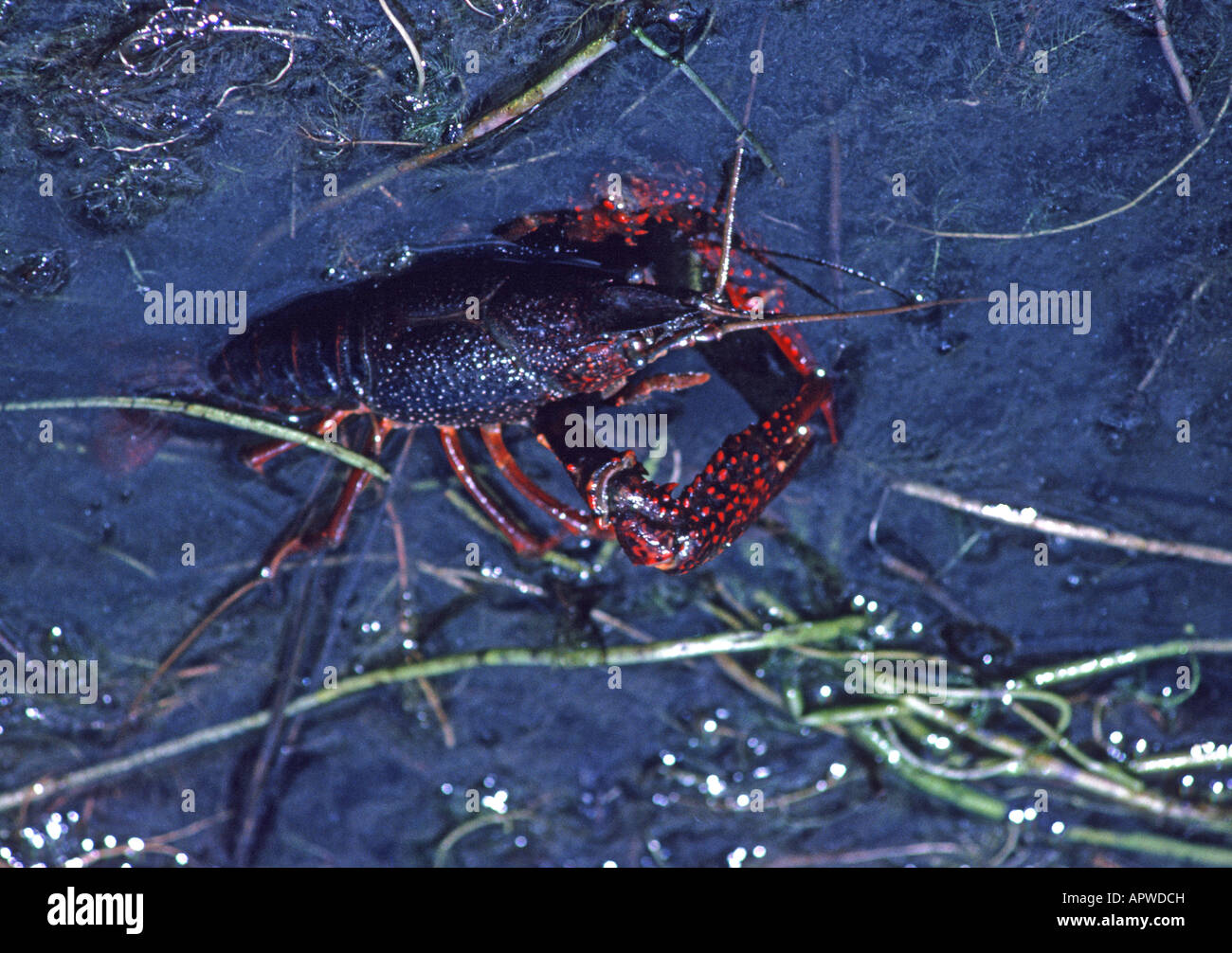 I Crostacei Di Acqua Dolce Gamberi Aragosta Crawdad In Stagno Essendo Drenata San Francisco California Usa Foto Stock Alamy