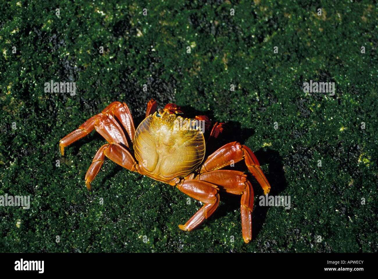 Galapagos crabe Scharlachrote Felsenkrabbe Sally Lightfoot Crab Grapsus grapsus animali Arthropoda artropodi Augen Crabe zayapa Foto Stock