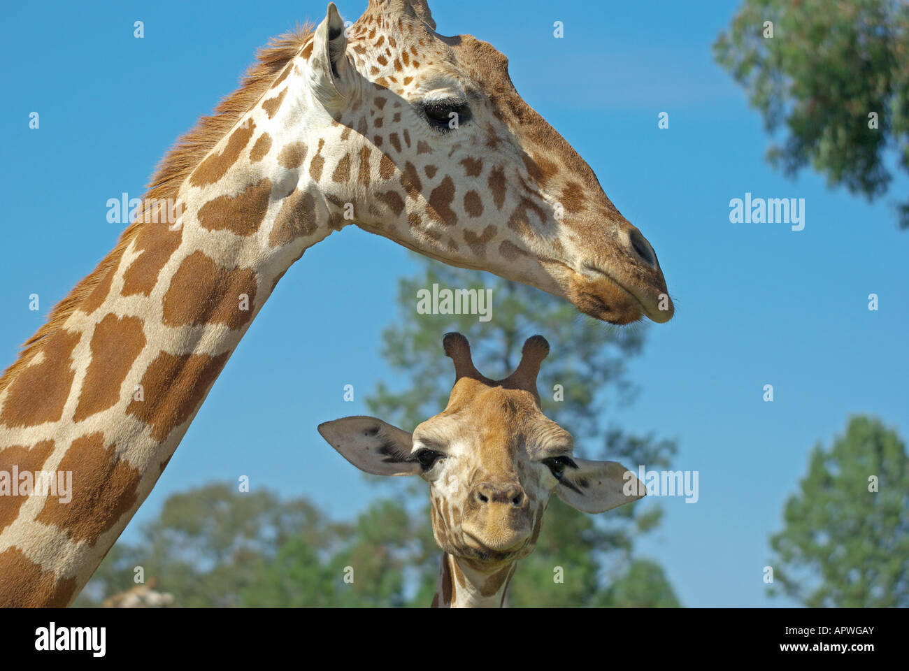 Una madre e un bambino insieme a giraffa Foto Stock