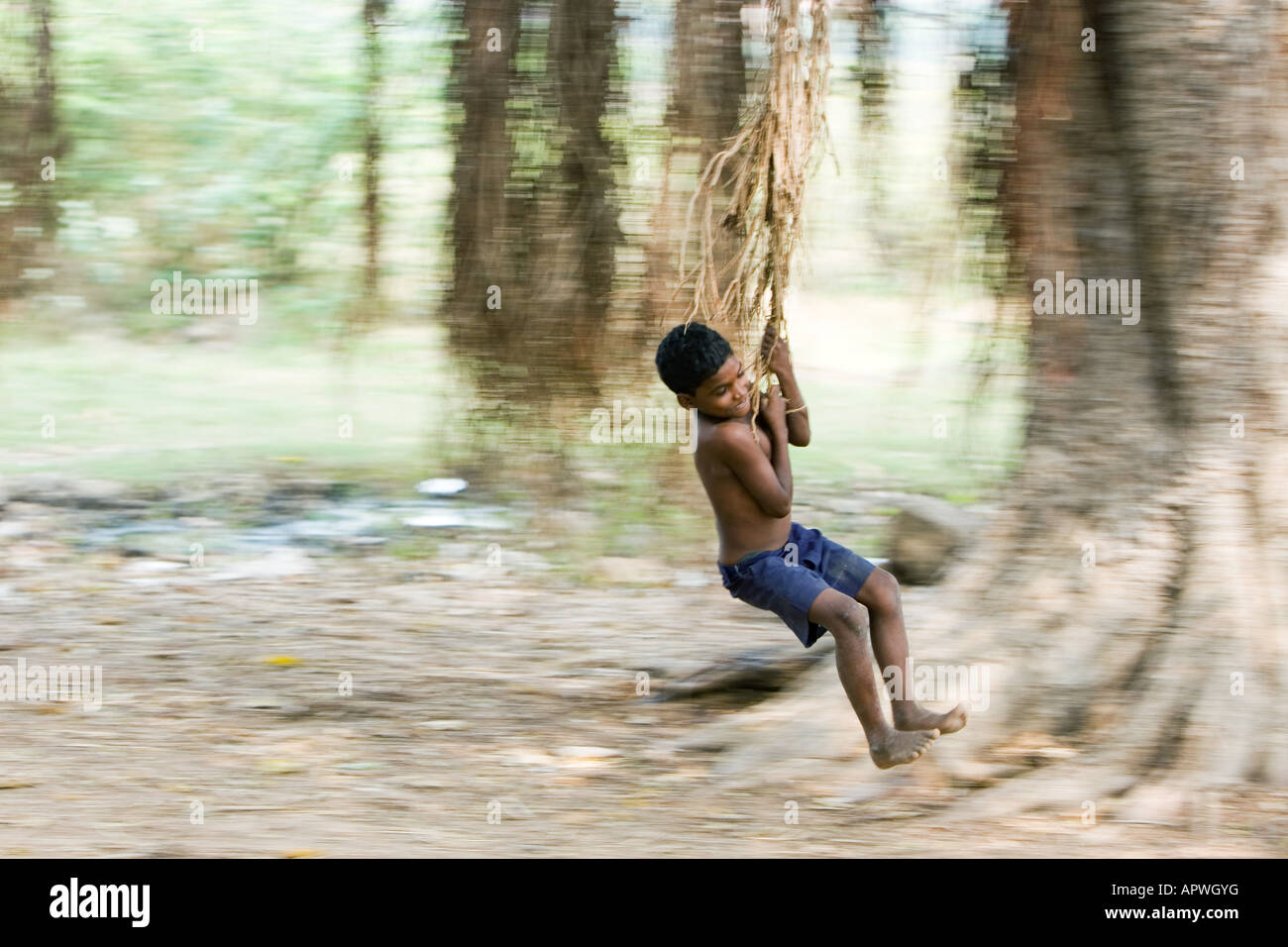 Ragazzo indiano oscillare dall'antenna radici di un banyan tree in campagna. Andhra Pradesh, India Foto Stock