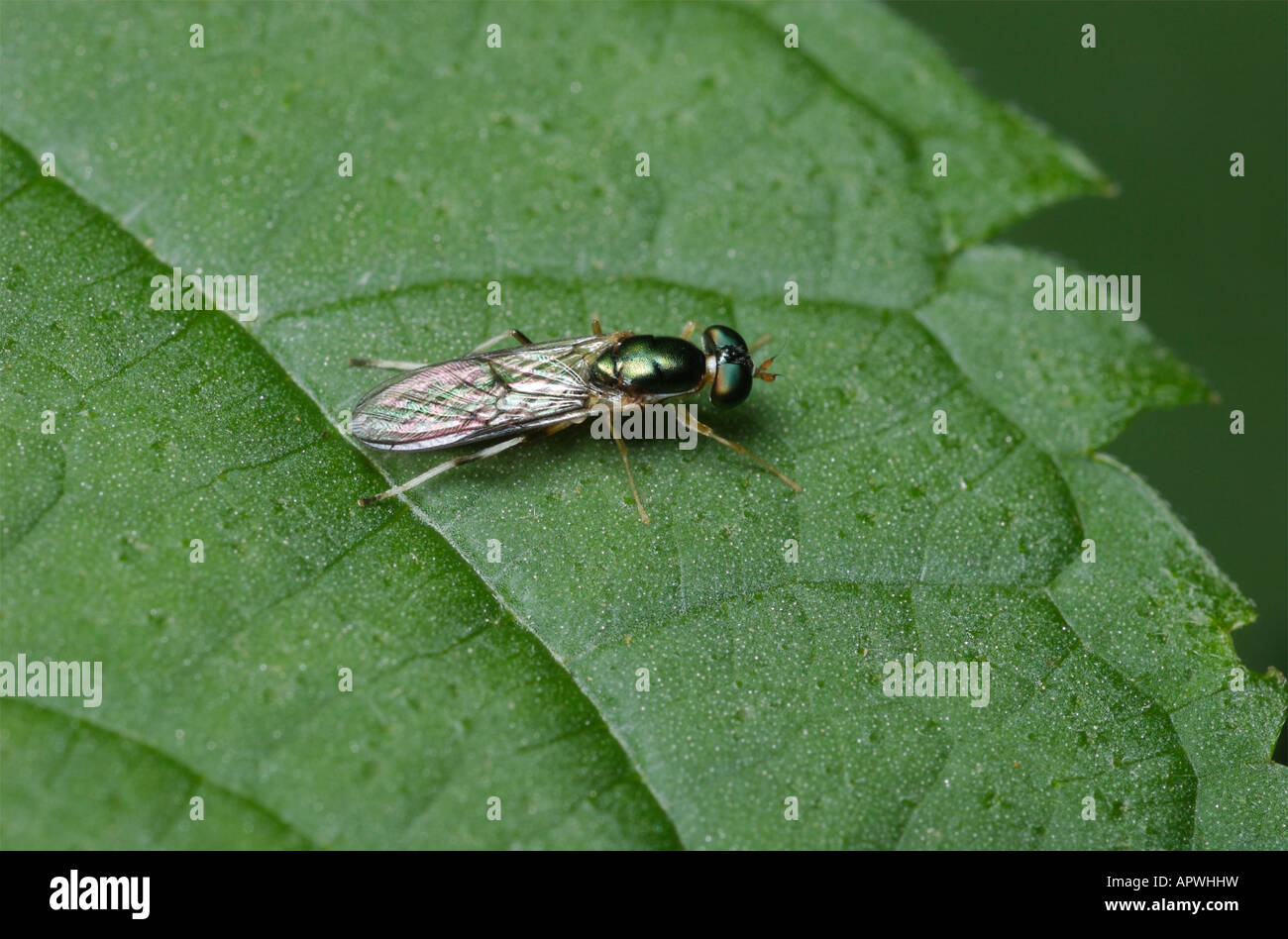 Cephalochrysa nigricornis, un soldato volare. Foto Stock