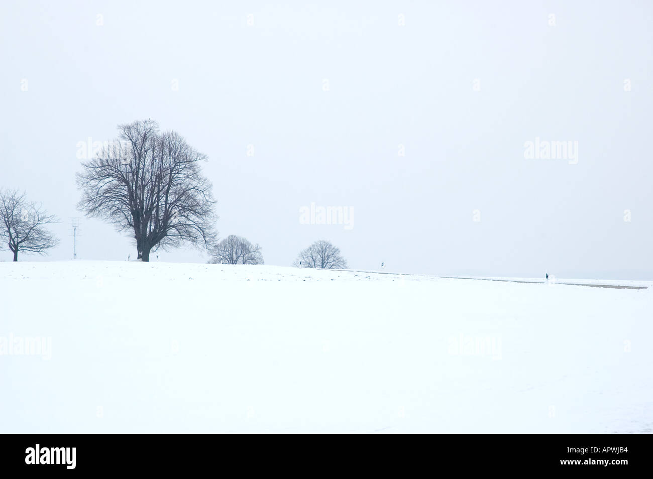 Un albero sul campo invernale Foto Stock
