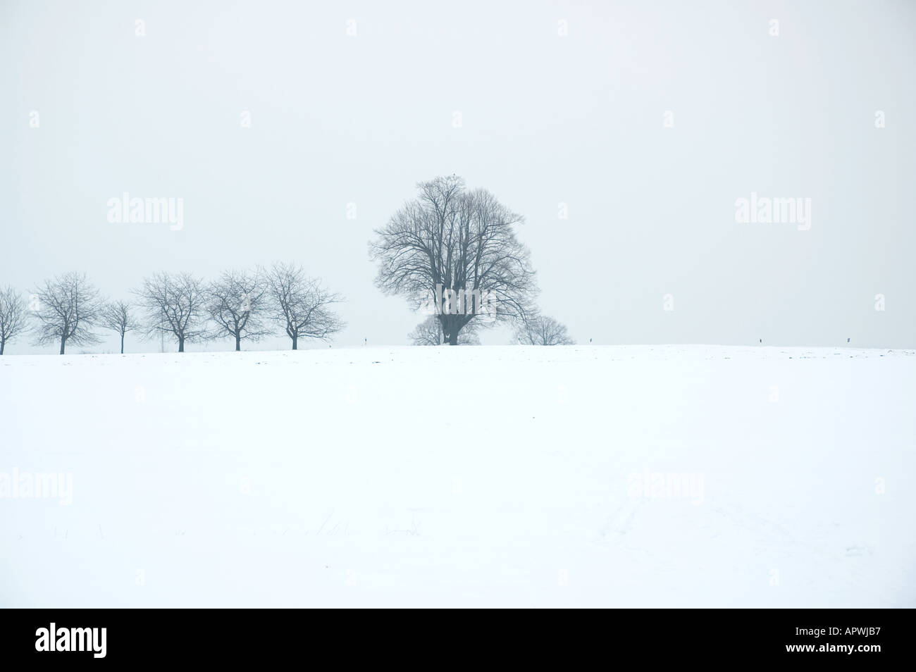 Un albero sul campo invernale Foto Stock