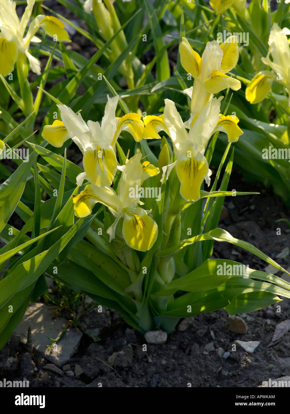 Nana (iris iris bucharica) Foto Stock