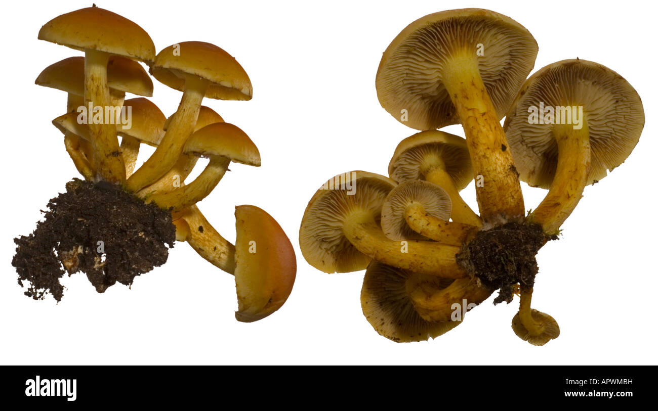Ciuffo di zolfo Hypholoma fasciculare ritaglio di fungo Foto Stock