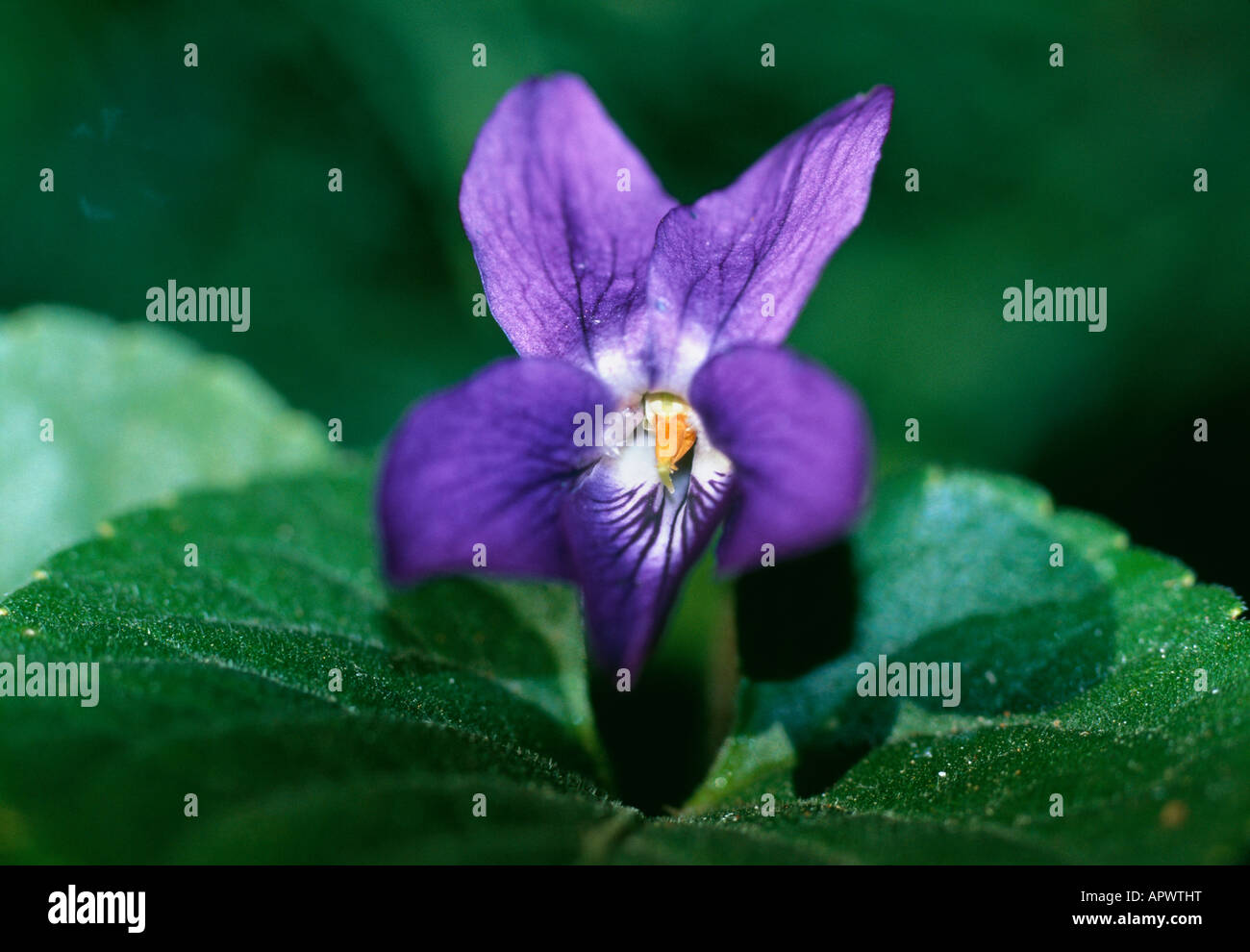 Viola odorata viola piccolo venato e altera Foto Stock