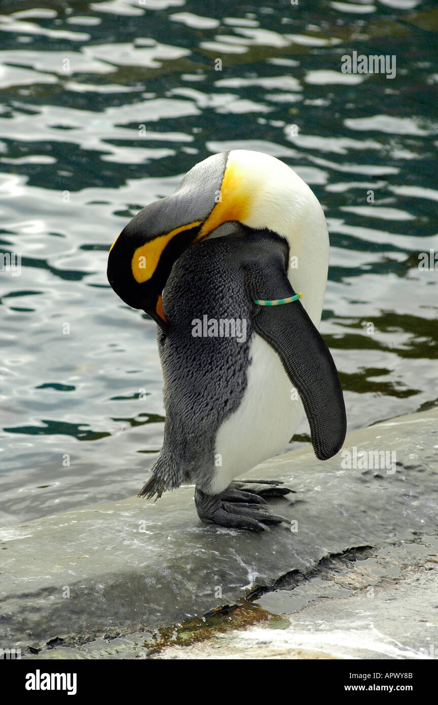 Pinguino reale,lo zoo di Edimburgo, Scozia Foto Stock