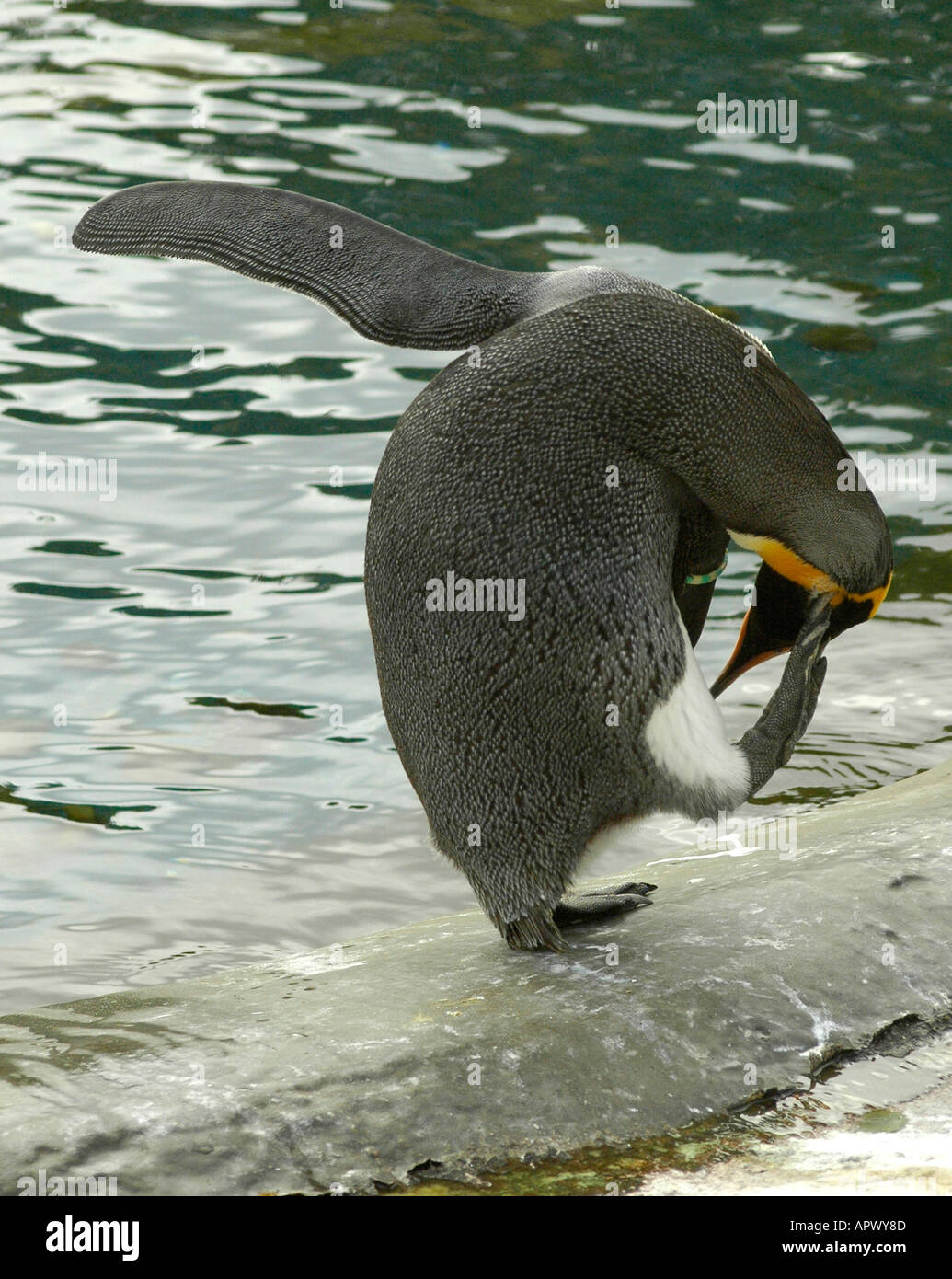 Pinguino reale,lo zoo di Edimburgo, Scozia Foto Stock