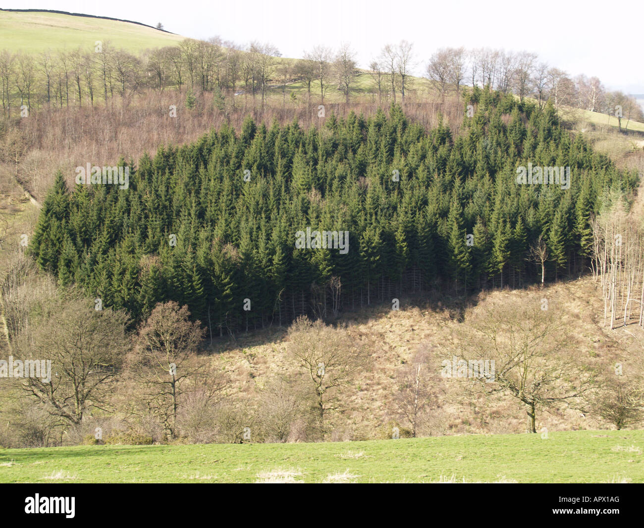 La conifera bosco ceduo bosco collina collina di erba Foto Stock