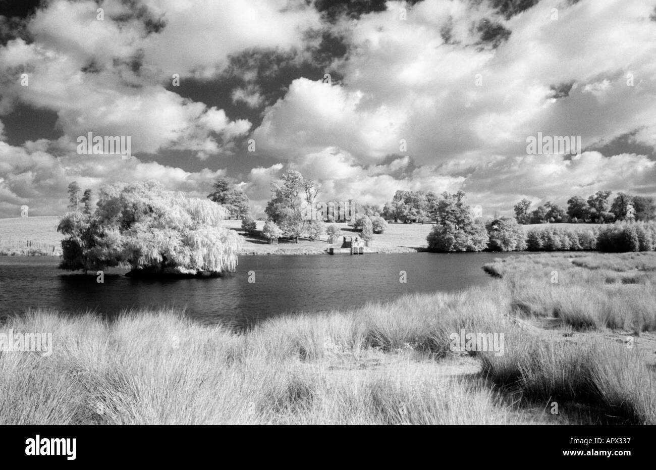 Immagine a infrarossi - Petworth Park West Sussex England Regno Unito Foto Stock