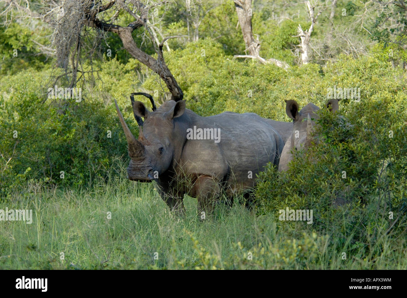 Coppia di Rhino in zona densamente boscosa Foto Stock