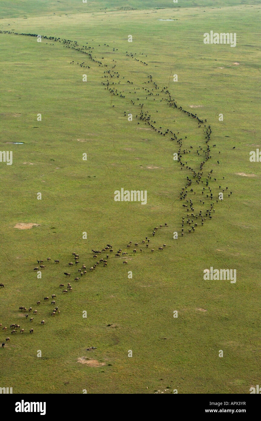 Vista aerea del grande mandria di gnu in lungo sentiero sulla migrazione annuale Foto Stock