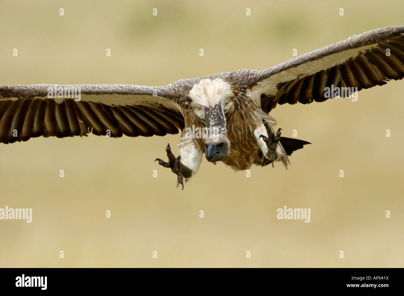 Vulture in arrivo a terra con le ali e artigli proteso. Foto Stock