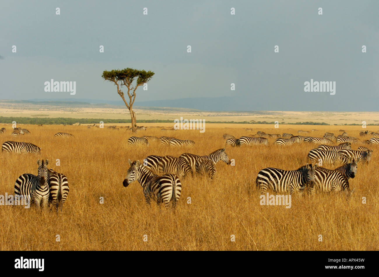 Una mandria sparsi di Burchell's zebra sull'Masai Mara Plains Foto Stock