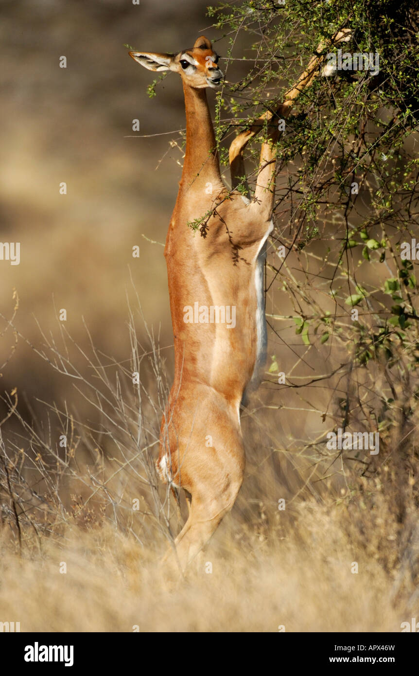 Gerenuk femmina in piedi sulle zampe posteriori durante la navigazione su una boccola Foto Stock