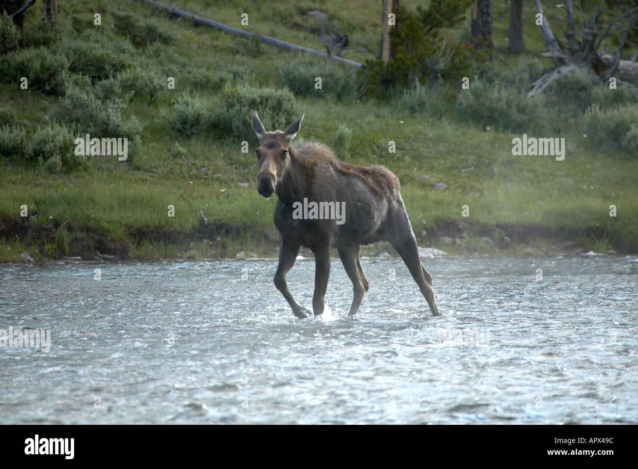 Moose attraversando il fiume Madison il Parco Nazionale di Yellowstone Wyoming Foto Stock