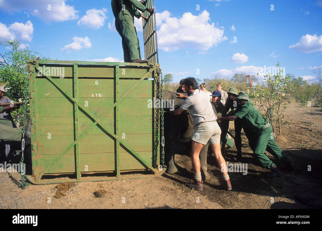 Un team di assistenza sul campo spingendo un sedati dell' elefante africano in una gabbia per il trasporto (foto 1990) Foto Stock