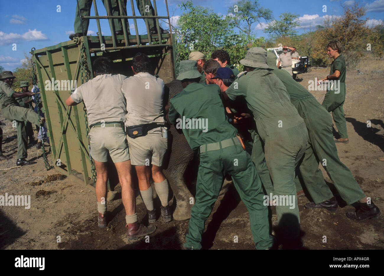 Un team di assistenza sul campo spingendo un sedati dell' elefante africano in una gabbia per il trasporto (foto 1990) Foto Stock