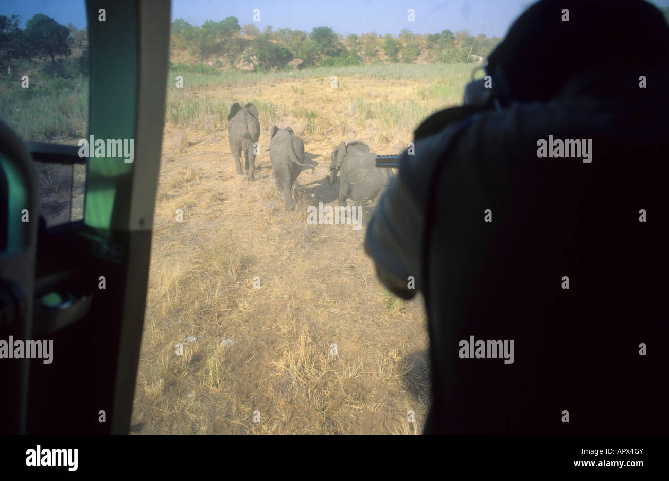 Elephant culling fotografata da dentro un elicottero che mostra gli elefanti scappando (foto 1990) Foto Stock