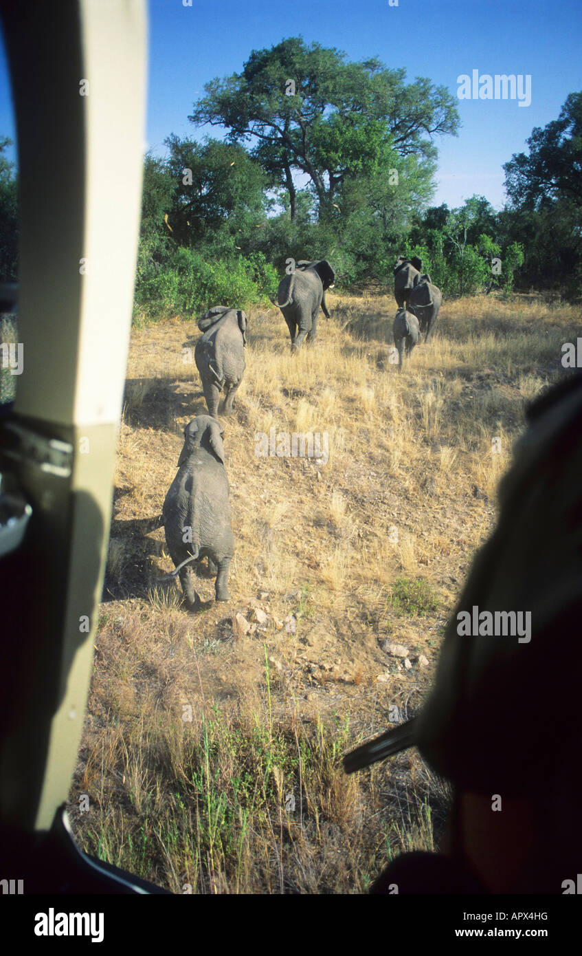 Elephant culling fotografata da dentro un elicottero che mostra gli elefanti scappando (foto 1990) Foto Stock