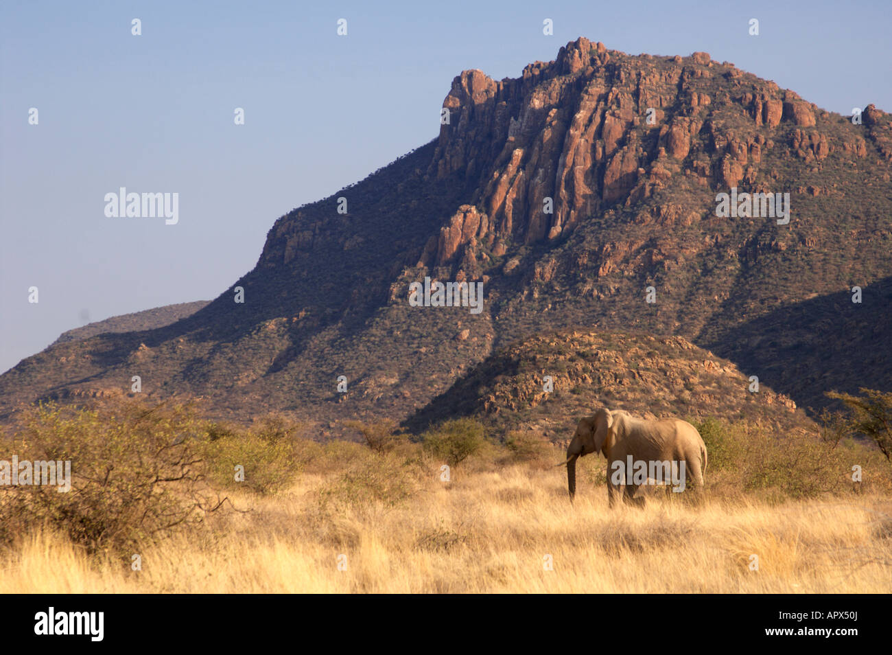 Un elefante in zone aride Ruaha Reserve nel sud della Tanzania Foto Stock