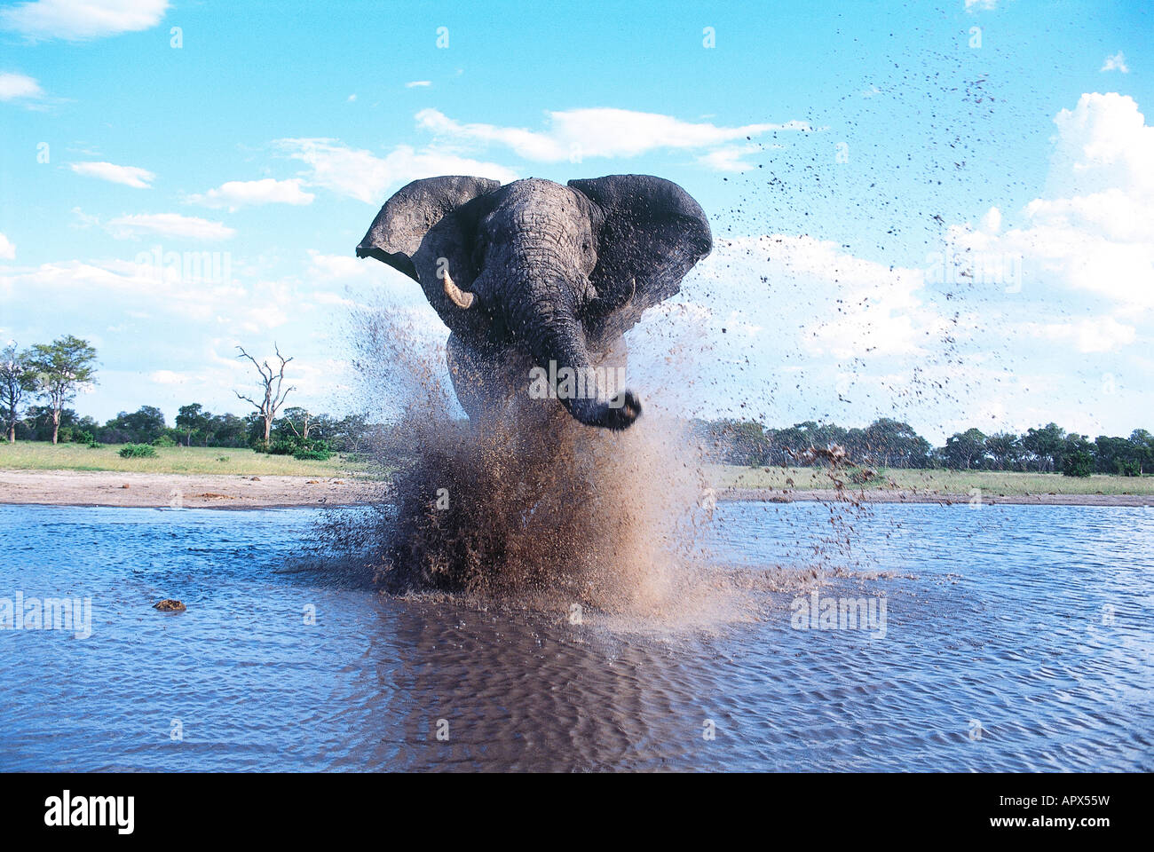 Un toro di elefante africano (Loxodonta africana) carica verso la telecamera e facendo un grande splash fangose Foto Stock
